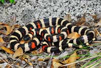 Sierra Mountain Kingsnake