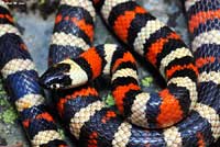 Sierra Mountain Kingsnake