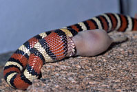 Sierra Mountain Kingsnake