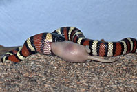 Sierra Mountain Kingsnake