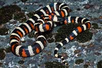 Sierra Mountain Kingsnake