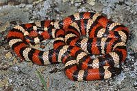 California Mountain Kingsnake