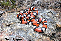 Sierra Mountain Kingsnake