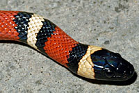 Sierra Mountain Kingsnake