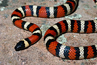 Sierra Mountain Kingsnake