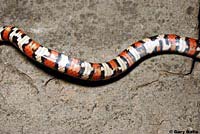 Sierra Mountain Kingsnake