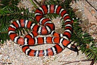 Coast Mountain Kingsnake