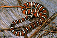 Coast Mountain Kingsnake