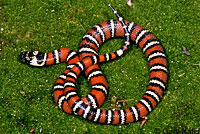 Coast Mountain Kingsnake