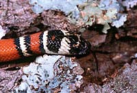 Coast Mountain Kingsnake