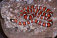 Coast Mountain Kingsnake