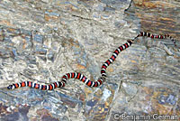 Coast Mountain Kingsnake