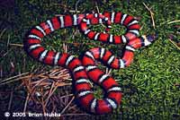 Coast Mountain Kingsnake