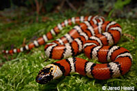 Coast Mountain Kingsnake