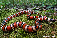 Coast Mountain Kingsnake