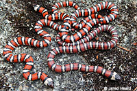 Coast Mountain Kingsnake