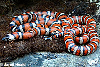 Coast Mountain Kingsnake