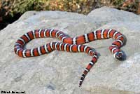 Coast Mountain Kingsnake