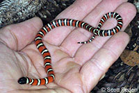 Coast Mountain Kingsnake