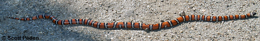 Coast Mountain Kingsnake