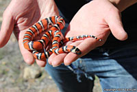 Coast Mountain Kingsnake