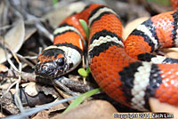 Coast Mountain Kingsnake