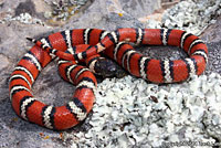 Coast Mountain Kingsnake