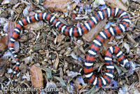 Coast Mountain Kingsnake