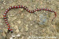 Coast Mountain Kingsnake