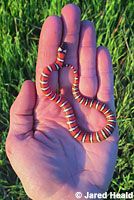 Coast Mountain Kingsnake