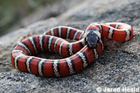 Coast Mountain Kingsnake