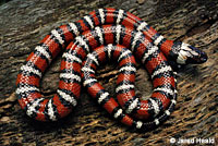 Coast Mountain Kingsnake