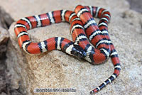 Coast Mountain Kingsnake