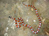 Coast Mountain Kingsnake