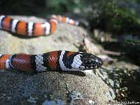 Coast Mountain Kingsnake