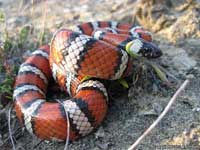 Coast Mountain Kingsnake