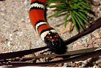 Coast Mountain Kingsnake