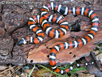 Coast Mountain Kingsnake