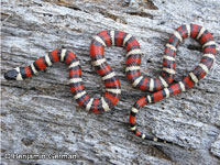 Coast Mountain Kingsnake