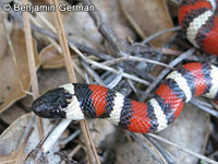 Coast Mountain Kingsnake