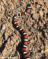 Coast Mountain Kingsnake