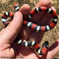 Coast Mountain Kingsnake