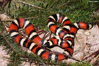 St. Helena Mountain Kingsnake