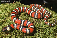 Coast Mountain Kingsnake