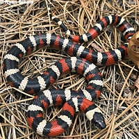 California Mountain Kingsnake