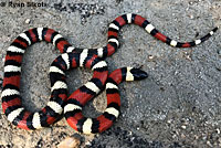 California Mountain Kingsnake