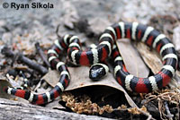 California Mountain Kingsnake