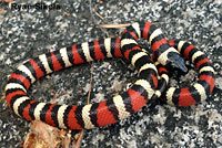 California Mountain Kingsnake