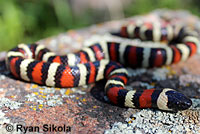 California Mountain Kingsnake