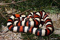 California Mountain Kingsnake